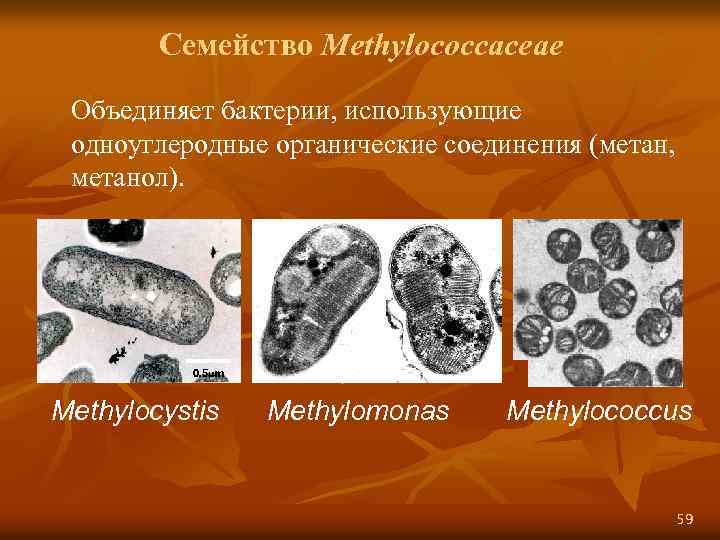 Семейство Methylococcaceae Объединяет бактерии, использующие одноуглеродные органические соединения (метан, метанол). template. bio. warwick. ac.