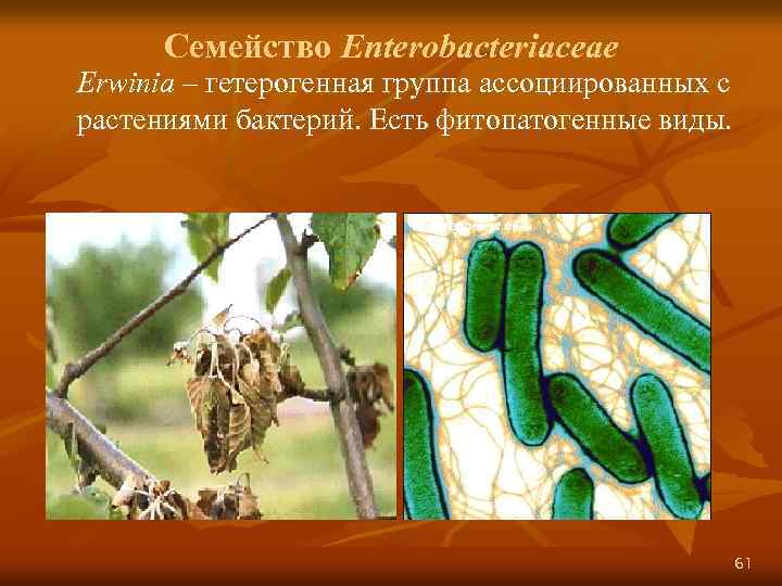 Семейство Enterobacteriaceae Erwinia – гетерогенная группа ассоциированных с растениями бактерий. Есть фитопатогенные виды. www.