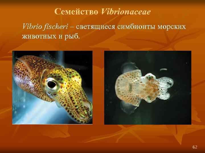 Семейство Vibrionaceae Vibrio fischeri – светящиеся симбионты морских животных и рыб. 62 