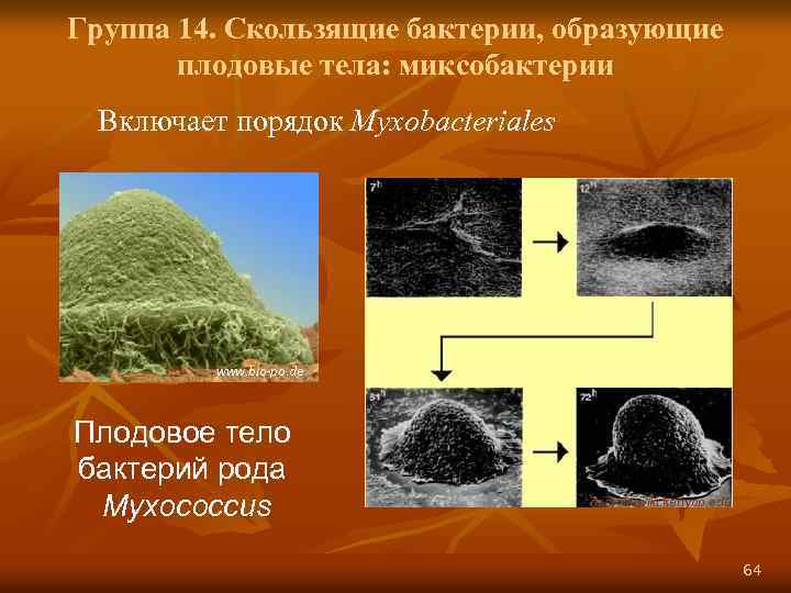 Группа 14. Скользящие бактерии, образующие плодовые тела: миксобактерии Включает порядок Муxobacteriales www. bio-po. de