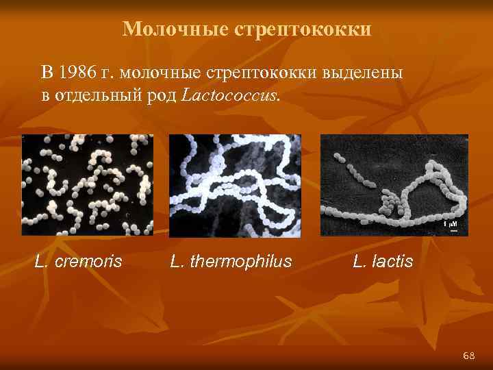 Молочные стрептококки В 1986 г. молочные стрептококки выделены в отдельный род Lactococcus. L. cremoris