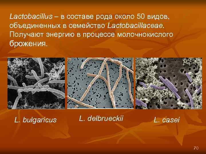 Lactobacillus – в составе рода около 50 видов, объединенных в семейство Lactobacillaceae. Получают энергию