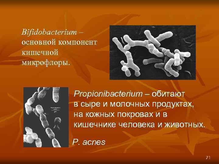 Bifidobacterium – основной компонент кишечной микрофлоры. Propionibacterium – обитают в сыре и молочных продуктах,