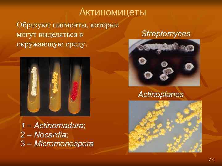 Актиномицеты Образуют пигменты, которые могут выделяться в окружающую среду. Streptomyces Actinoplanes 1 – Actinomadura;