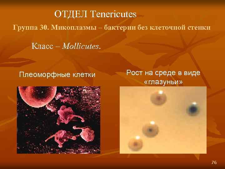 ОТДЕЛ Tenericutes Группа 30. Микоплазмы – бактерии без клеточной стенки Класс – Mollicutes. Плеоморфные