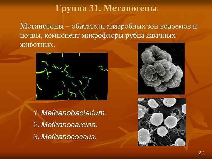 Группа 31. Метаногены – обитатели анаэробных зон водоемов и почвы, компонент микрофлоры рубца жвачных