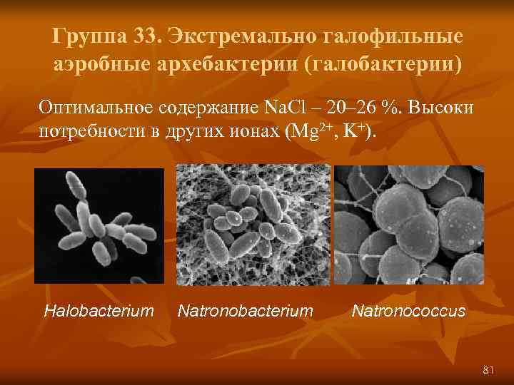 Группа 33. Экстремально галофильные аэробные архебактерии (галобактерии) Оптимальное содержание Na. Cl – 20– 26