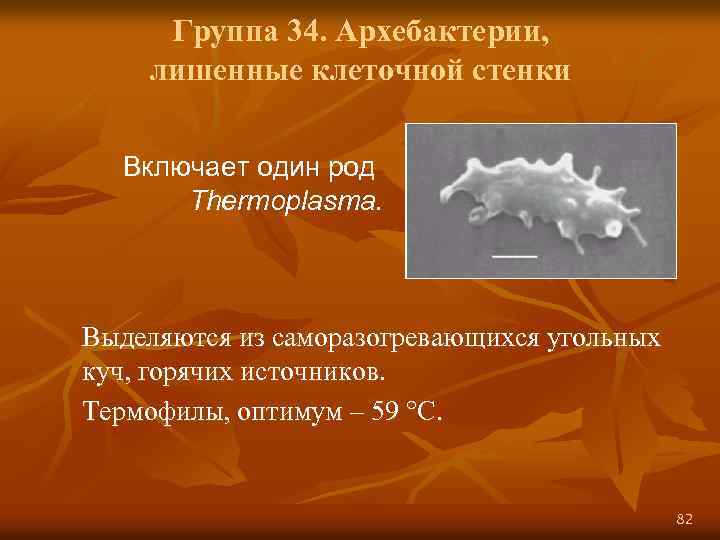 Группа 34. Архебактерии, лишенные клеточной стенки Включает один род Thermoplasma. Выделяются из саморазогревающихся угольных