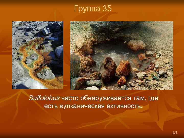 Группа 35 Sulfolobus часто обнаруживается там, где есть вулканическая активность. 85 