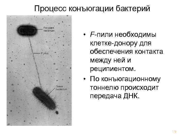 Конъюгация у бактерий фото