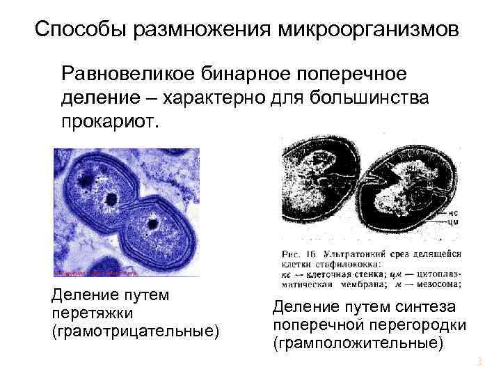 Размножение делением клетки