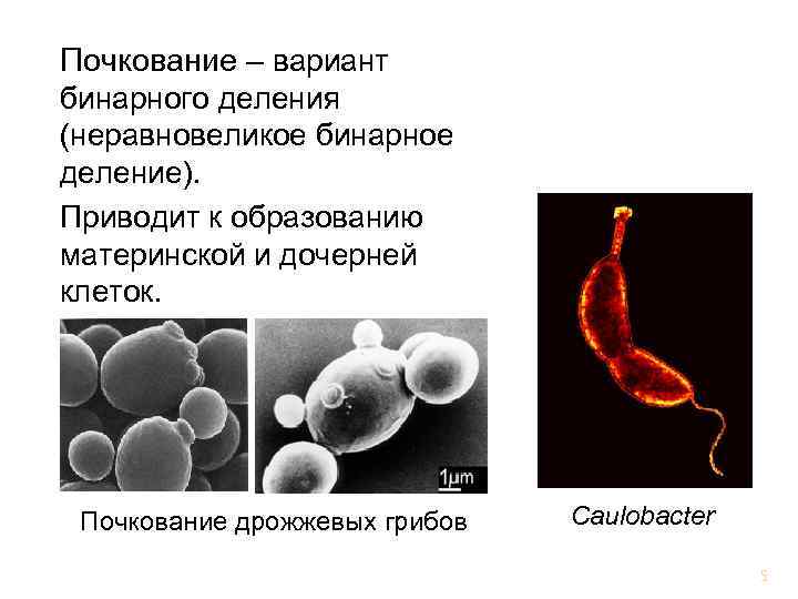 Схема бинарного деления