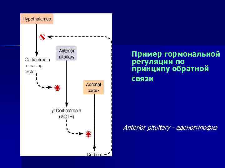 Пример гормональной регуляции по принципу обратной связи Anterior pituitary - аденогипофиз 