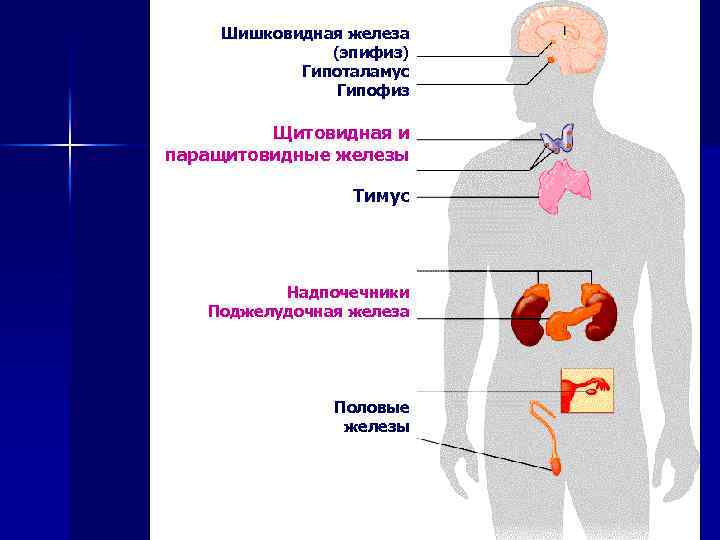 Шишковидная железа (эпифиз) Гипоталамус Гипофиз Щитовидная и паращитовидные железы Тимус Надпочечники Поджелудочная железа Половые