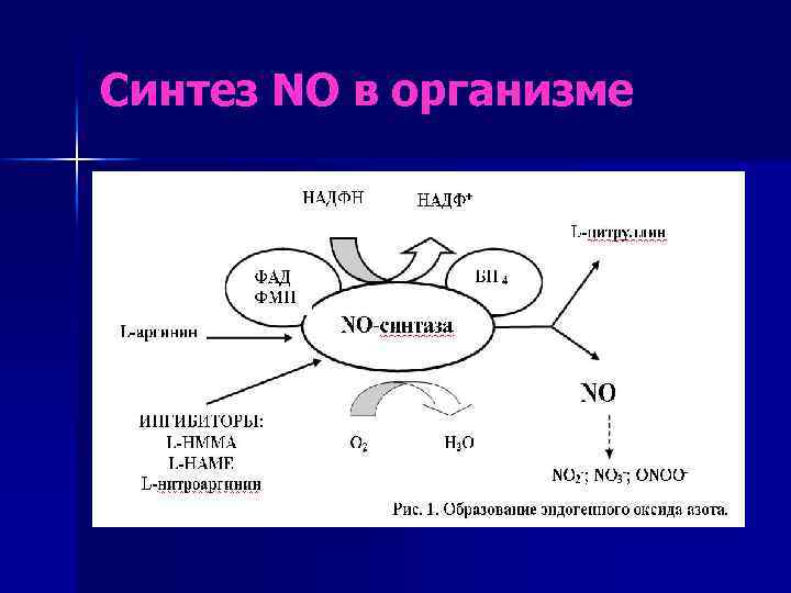 Совокупность реакций биосинтеза протекающих в организме