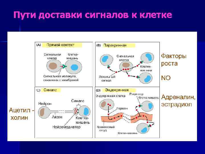 Пути доставки сигналов к клетке 