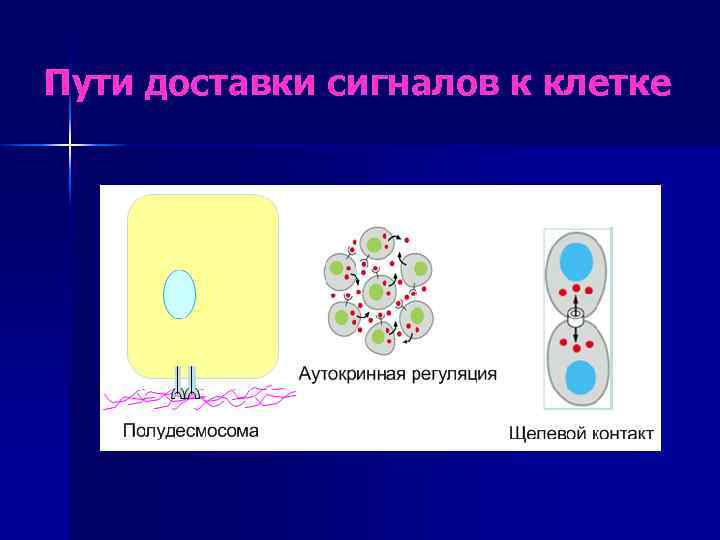 Пути доставки сигналов к клетке 