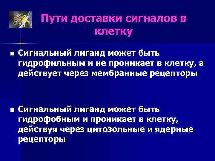 Пути доставки сигналов в клетку n Сигнальный лиганд может быть гидрофильным и не проникает