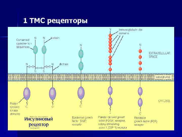 1 ТМС рецепторы Инсулиновый рецептор 