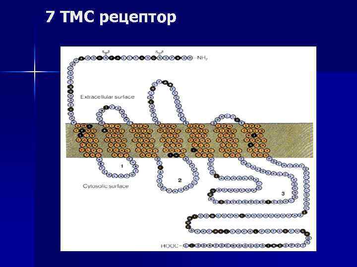 7 ТМС рецептор 