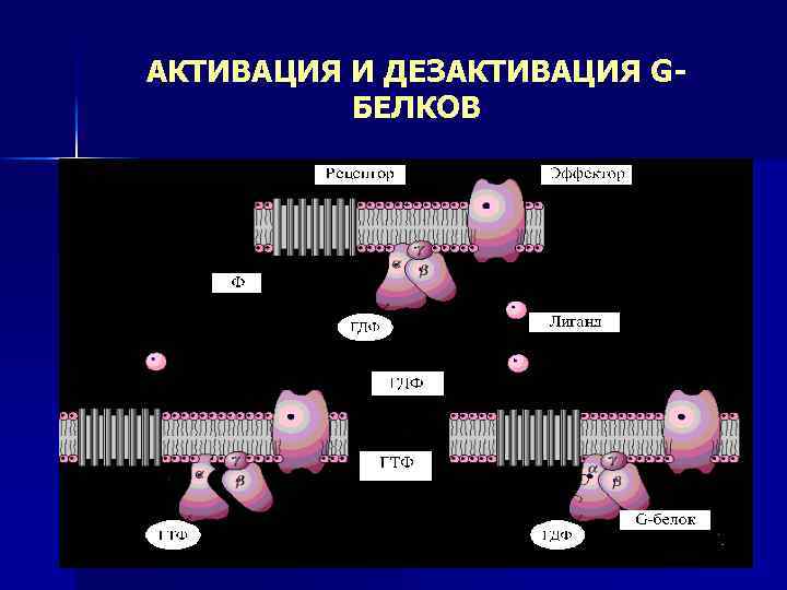 АКТИВАЦИЯ И ДЕЗАКТИВАЦИЯ GБЕЛКОВ 