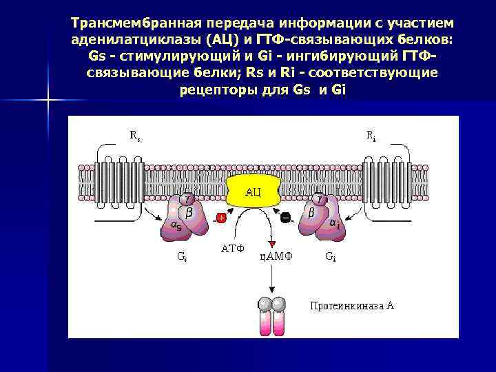 Трансмембранная передача информации с участием аденилатциклазы (АЦ) и ГТФ-связывающих белков: Gs - стимулирующий и