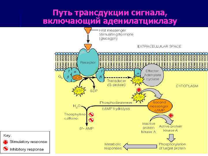 Путь трансдукции сигнала, включающий аденилатциклазу 