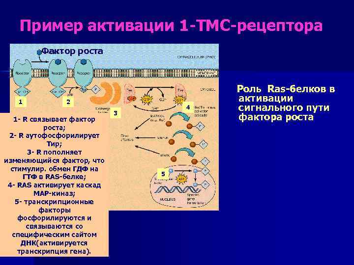 Пример активации 1 -ТМС-рецептора Фактор роста 1 2 1 - R связывает фактор роста;