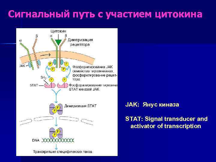 Сигнальный путь с участием цитокина JAK: Янус киназа STAT: Signal transducer and activator of