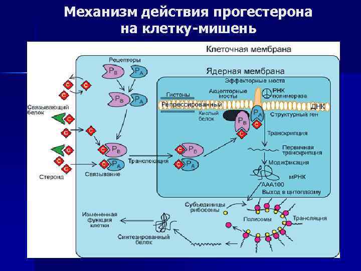 Механизм действия гормонов на клетку. Клетки мишени эстрогенов. Механизмы действия гормонов на клетки-мишени. Механизм воздействия гормонов на клетки. Органы мишени эстрогенов и прогестерона.