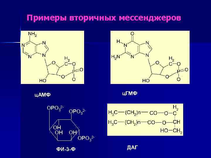 Примеры вторичных мессенджеров ц. ГМФ ц. АМФ OPO 32 HO OH OPO 32 -