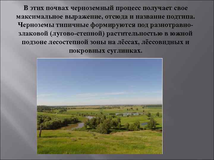 В этих почвах черноземный процесс получает свое максимальное выражение, отсюда и название подтипа. Черноземы