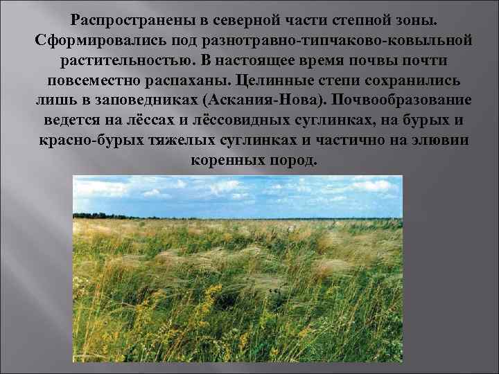 В описании картины жизни степной природы вплетаются эпизоды со встречными на пути людьми какую роль