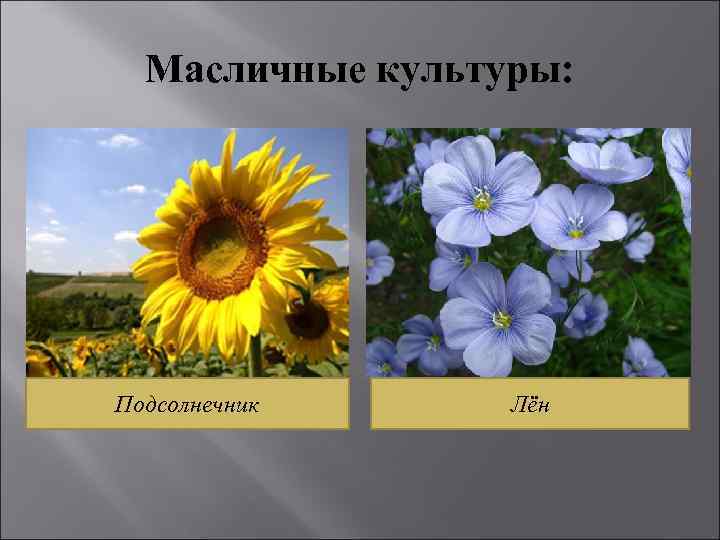 Масличные культуры: Подсолнечник Лён 