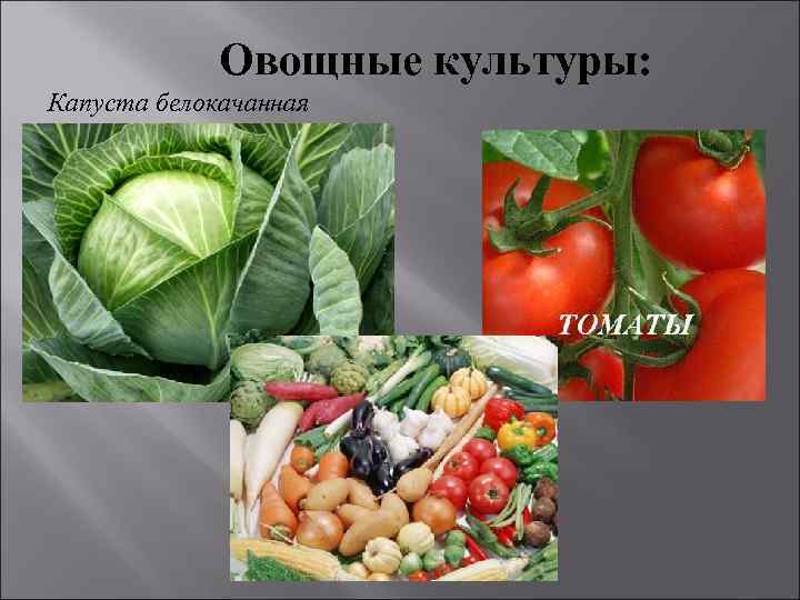  Овощные культуры: Капуста белокачанная 