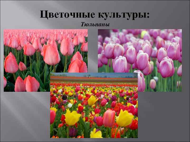 Цветочные культуры: Тюльпаны 