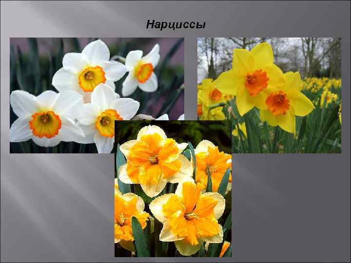 Нарциссы 