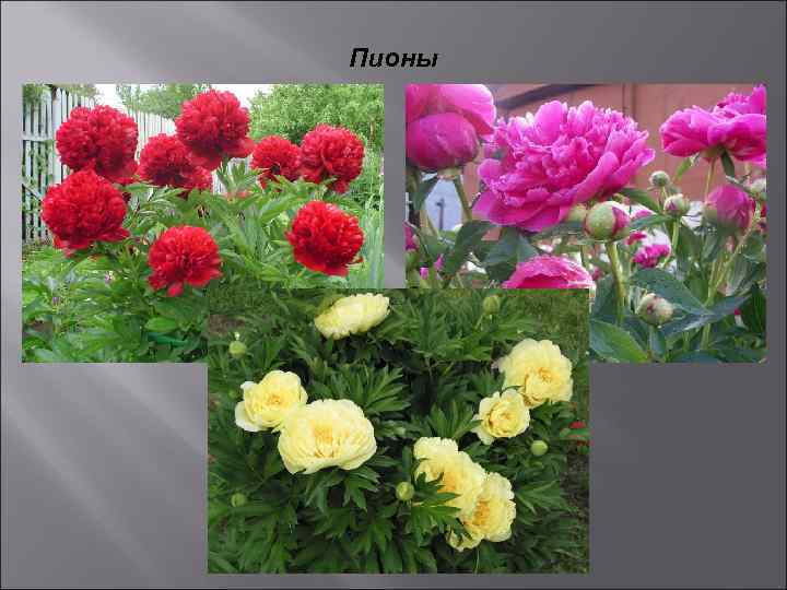Пионы 
