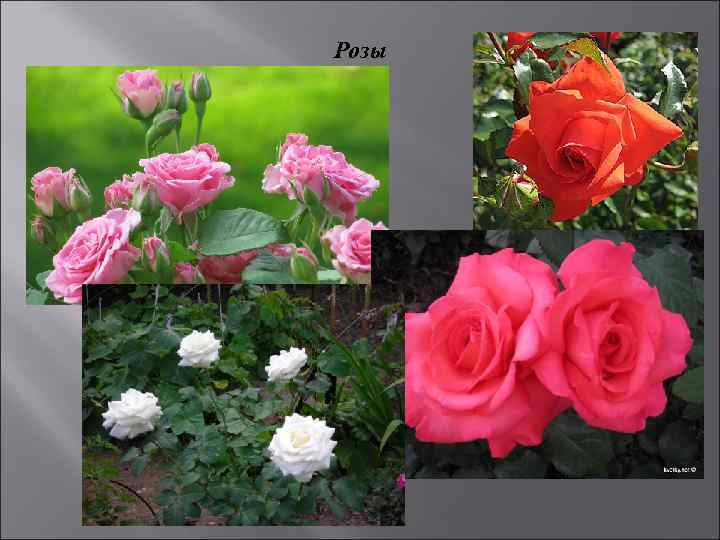Розы 