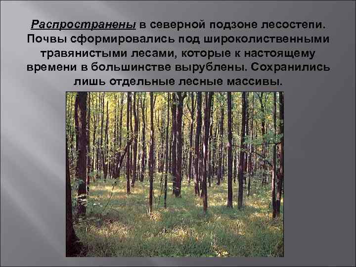 Распространены в северной подзоне лесостепи. Почвы сформировались под широколиственными травянистыми лесами, которые к настоящему