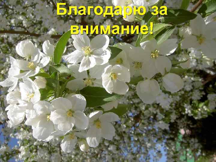 Благодарю за внимание! 