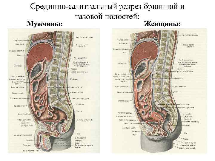 Срединно-сагиттальный разрез брюшной и тазовой полостей: Мужчины: Женщины: 