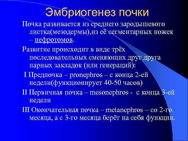 Эмбриогенез почки Почка развивается из среднего зародышевого листка(мезодермы), из её сегментарных ножек – нефротомов.