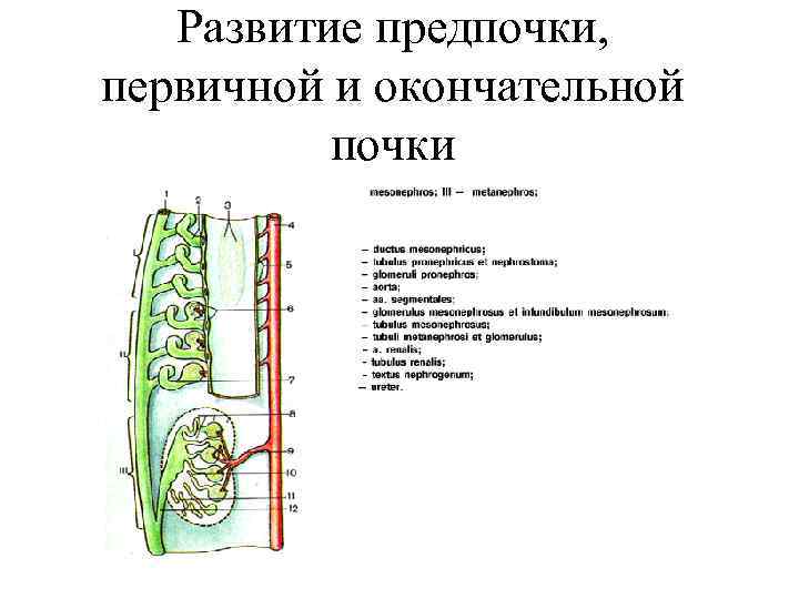 Развитие предпочки, первичной и окончательной почки 