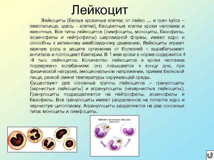Лейкоциты (белые кровяные клетки; от лейко … и греч kytos – вместилище, здесь -