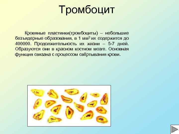 Тромбоцит Кровяные пластинки(тромбоциты) – небольшие безъядерные образования, в 1 мм 3 их содержится до