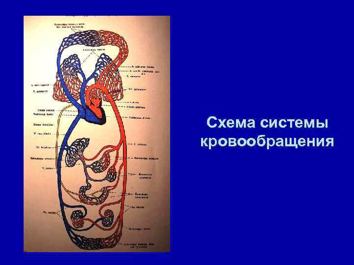Схема системы кровообращения 