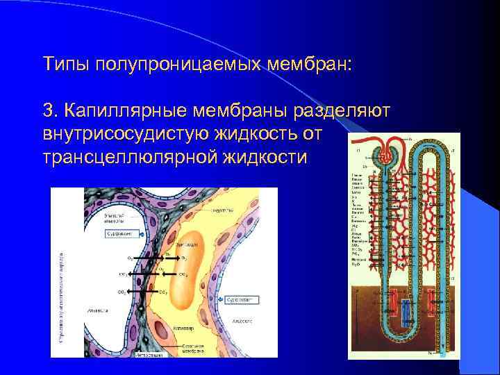 Типы полупроницаемых мембран: 3. Капиллярные мембраны разделяют внутрисосудистую жидкость от трансцеллюлярной жидкости 