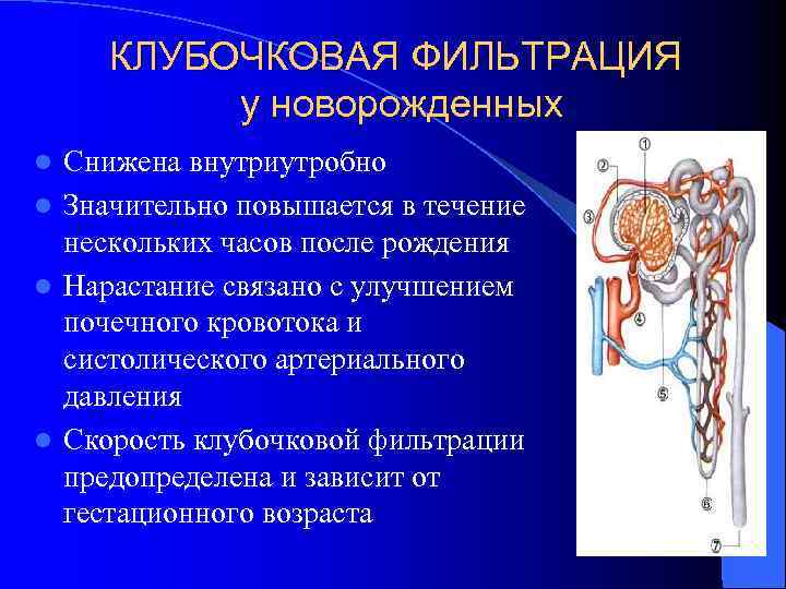 Норма клубочковой фильтрации у детей