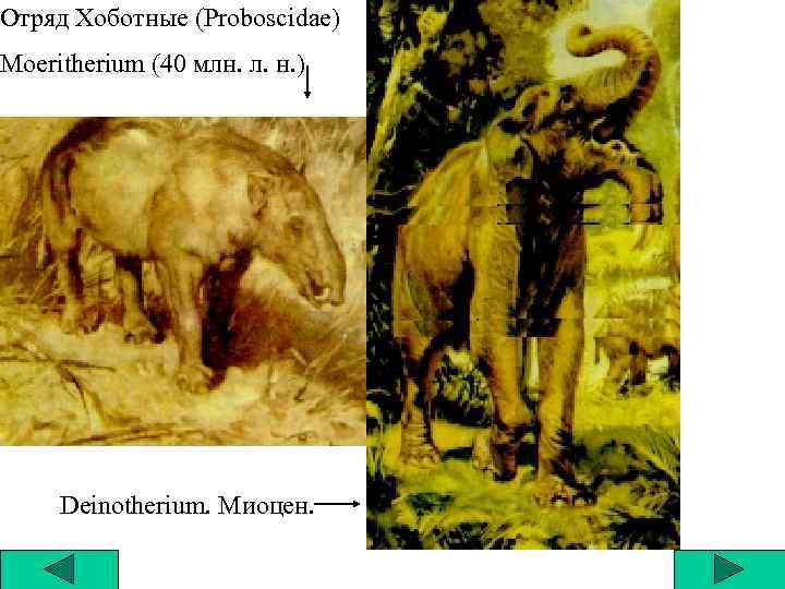 Отряд Хоботные (Proboscidae) Moeritherium (40 млн. л. н. ) Deinotherium. Миоцен. 
